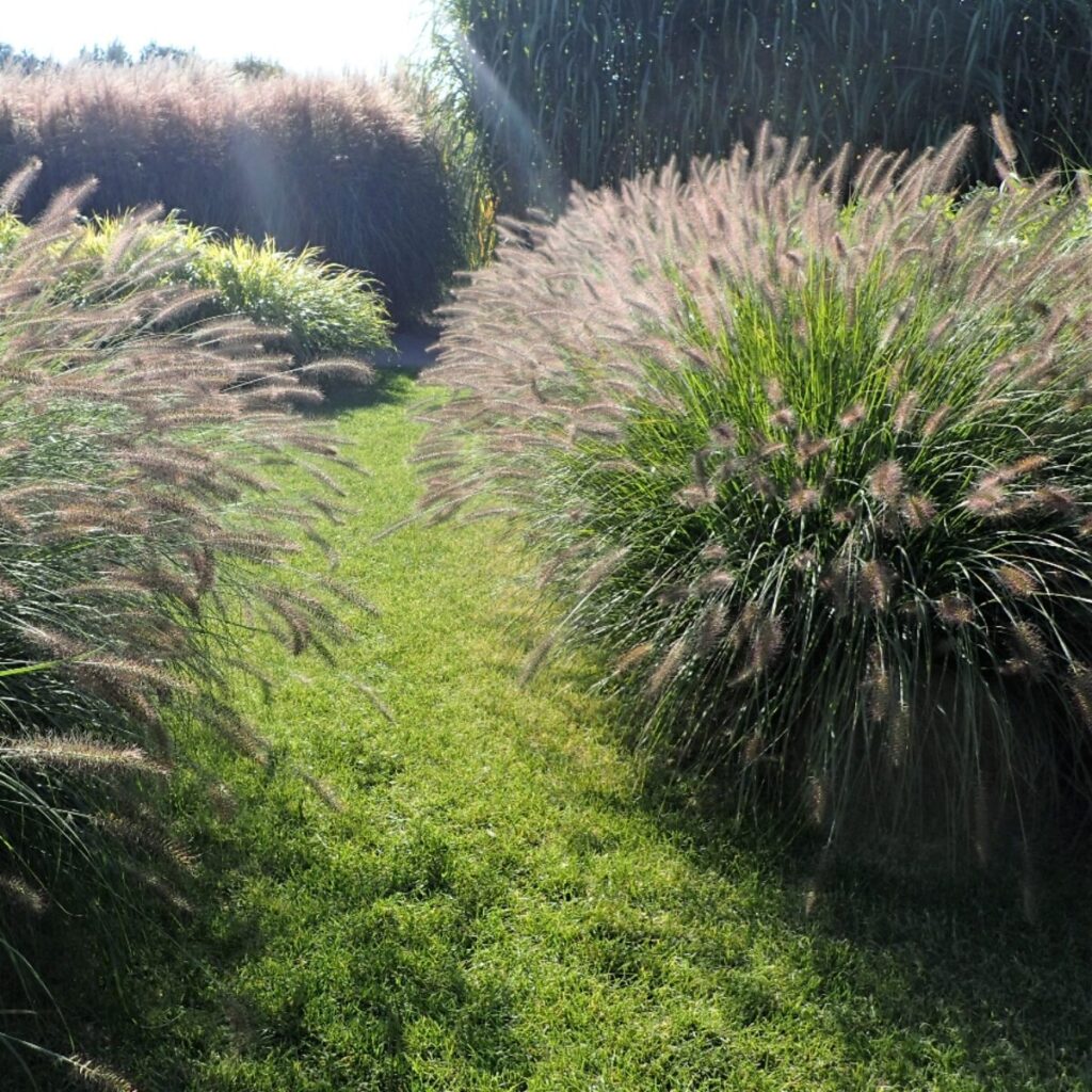 Little Bunny tollborzfű (pennisetum alopecuroides ’little bunny’)