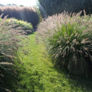 Little Bunny tollborzfű (pennisetum alopecuroides ’little bunny’)