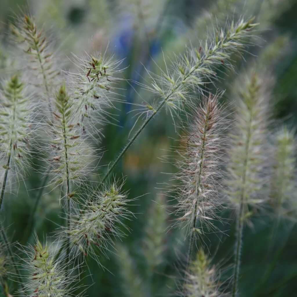 Little Bunny tollborzfű (pennisetum alopecuroides ’little bunny’)