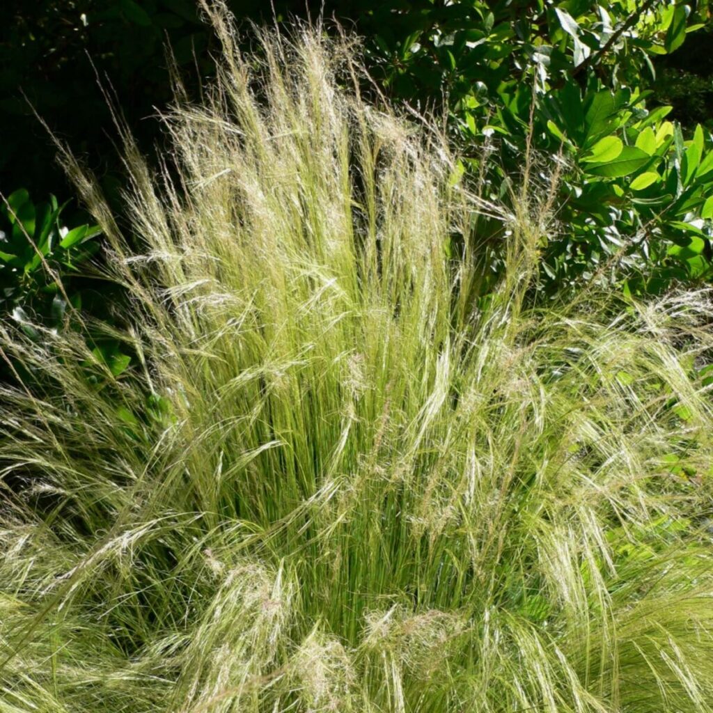 Mexikói árvalányhaj (Stipa tenuissima ‘Pony Tails’)