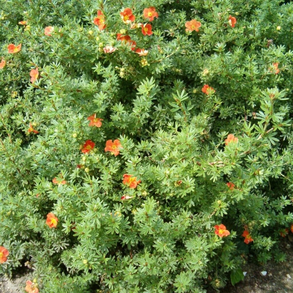 Narancsvirágú pimpó (Potentilla fruticosa ’red ace’)