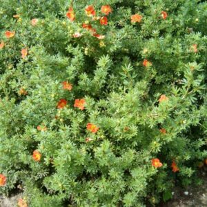 Narancsvirágú pimpó (Potentilla fruticosa ’red ace’)