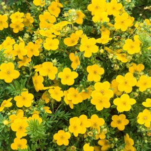 Aranysárga virágú cserjés pimpó (potentilla fruticosa ’goldfinger’)
