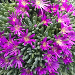 Pozsgásfű (delosperma sp.)