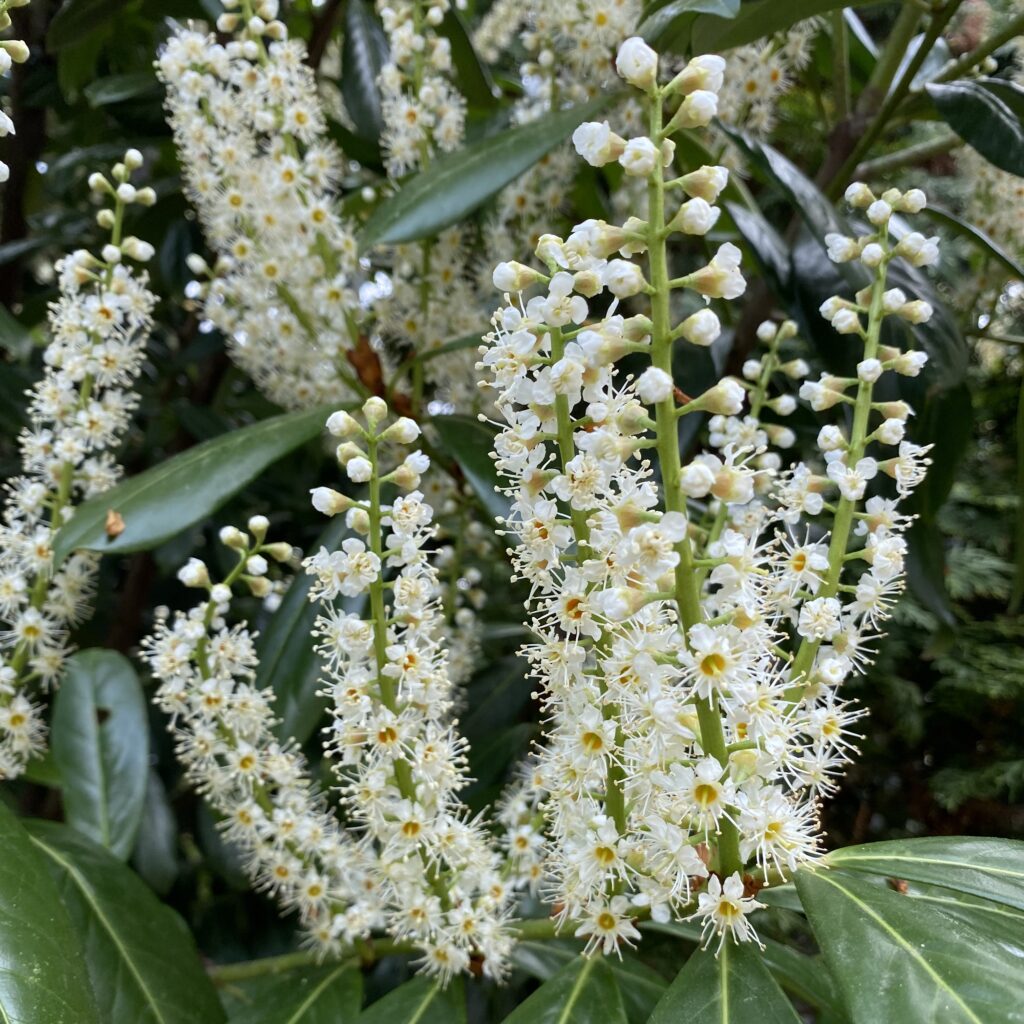 Babérmeggy (Prunus laurocerasus ‘Elly’)