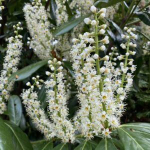 Babérmeggy (Prunus laurocerasus ‘Elly’)