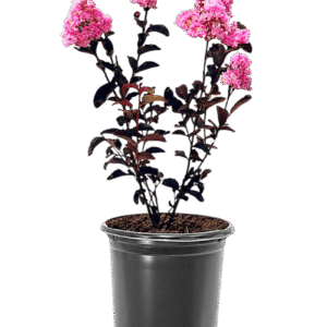 Rózsaszín virágú selyemmirtusz (lagerstroemia indica ’shell pink’)