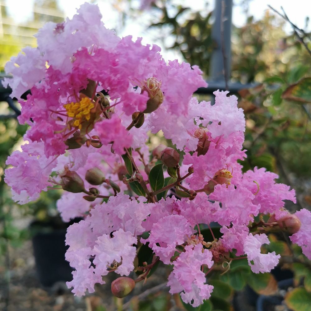Selyemmirtusz (lagerstroemia indica sp.)