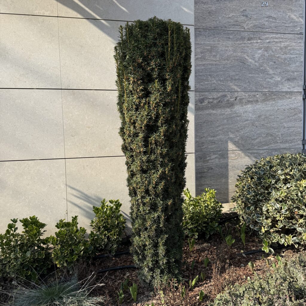 Oszlopos tiszafa (taxus media ‘Hillii’)