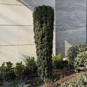 Oszlopos tiszafa (taxus media ‘Hillii’)