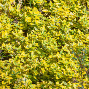 Arany futóbogyó (euonymus fortunei ’emerald ’n gold’)