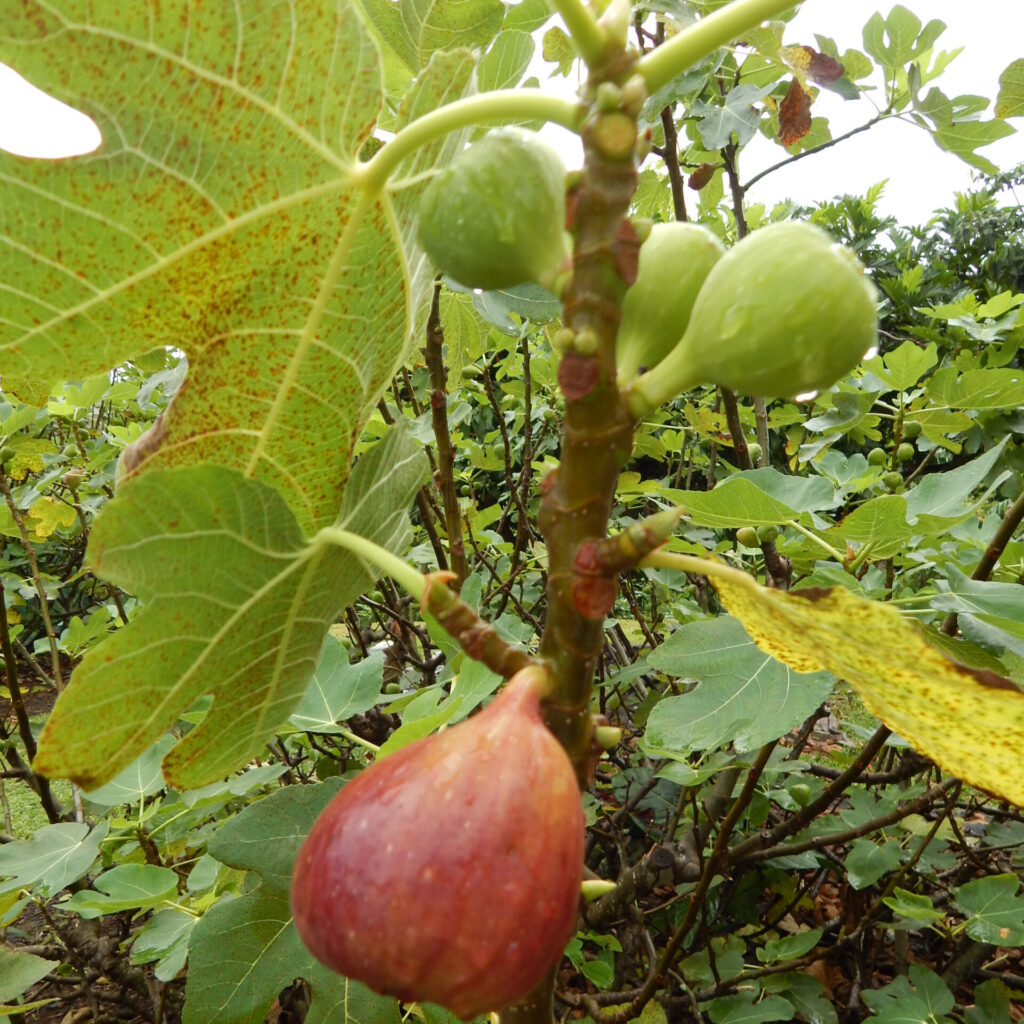Barna török füge (ficus carica ‘brown turkey’)