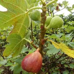 Barna török füge (ficus carica ‘brown turkey’)