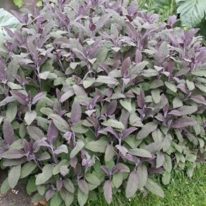 Bordó levelű orvosi zsálya (salvia officinalis ’purpurascens’)
