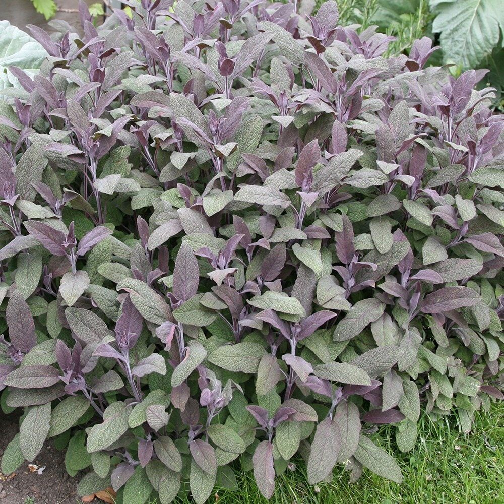 Bordó levelű orvosi zsálya (salvia officinalis ’purpurascens’)