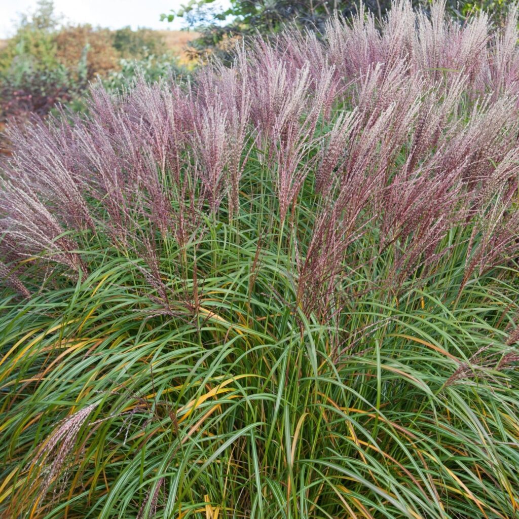 Molnárpántlika ‘Flamingo’ (miscanthus sinensis ‘flamingo’)