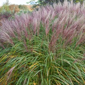 Molnárpántlika ‘Flamingo’ (miscanthus sinensis ‘flamingo’)