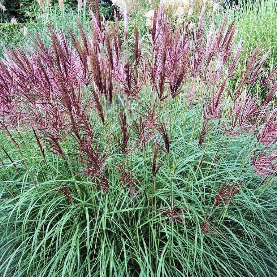 Molnárpántlika (miscanthus sinensis ‘ferner osten’)