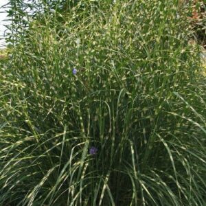 Törpe zebradíszfű (miscanthus sinensis ‘little zebra’)