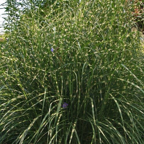 Törpe zebradíszfű (miscanthus sinensis ‘little zebra’)