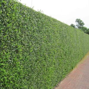 Ovális levelű fagyal (Ligustrum ovalifolium)