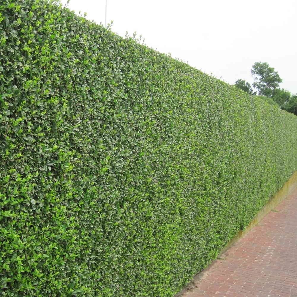 Ovális levelű fagyal (Ligustrum ovalifolium)