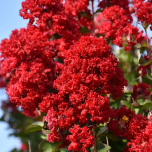 Selyemmirtusz ‘Dynamite’ (lagerstroemia indica ‘Dynamite’)