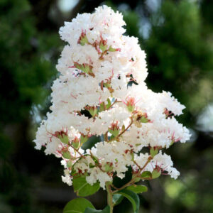 Selyemmirtusz ‘Nivea’ (lagerstroemia indica ‘Nivea’)