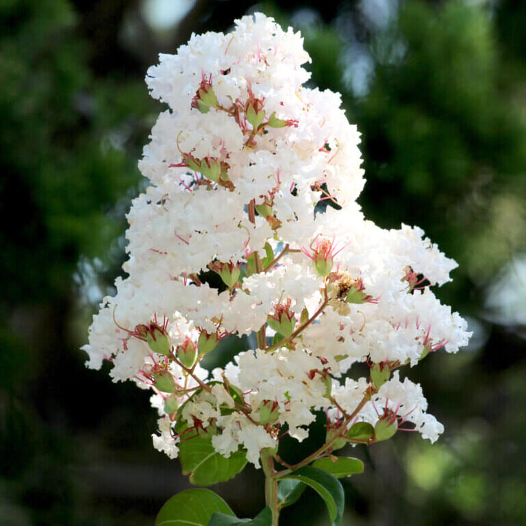 Selyemmirtusz ‘Nivea’ (lagerstroemia indica ‘Nivea’)