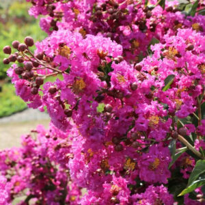 Selyemmirtusz (lagerstroemia indica ’violet d’été’)