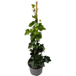 Ír borostyán (hedera helix ‘hibernica’)