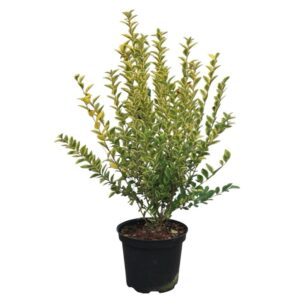 Ovális levelű fagyal (Ligustrum ovalifolium)