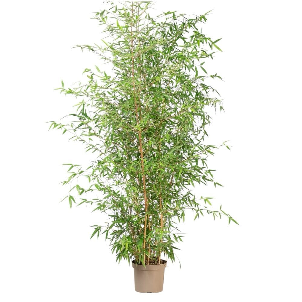 Arany bambusz (phyllostachys aurea)