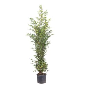 Fekete szárú bambusz (Phyllostachys nigra)
