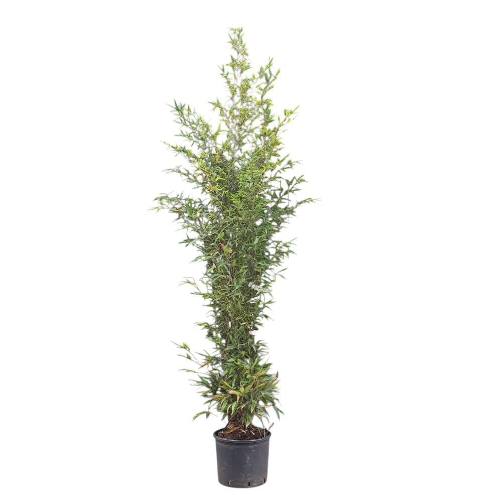 Fekete szárú bambusz (Phyllostachys nigra)