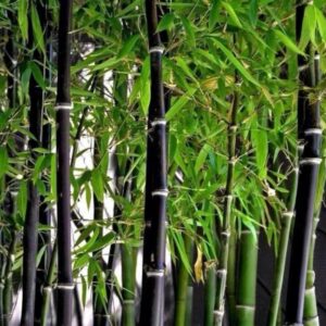 Fekete szárú bambusz (Phyllostachys nigra)