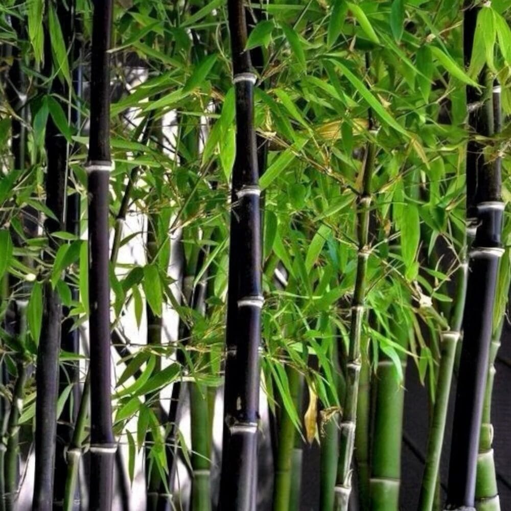 Fekete szárú bambusz (Phyllostachys nigra)