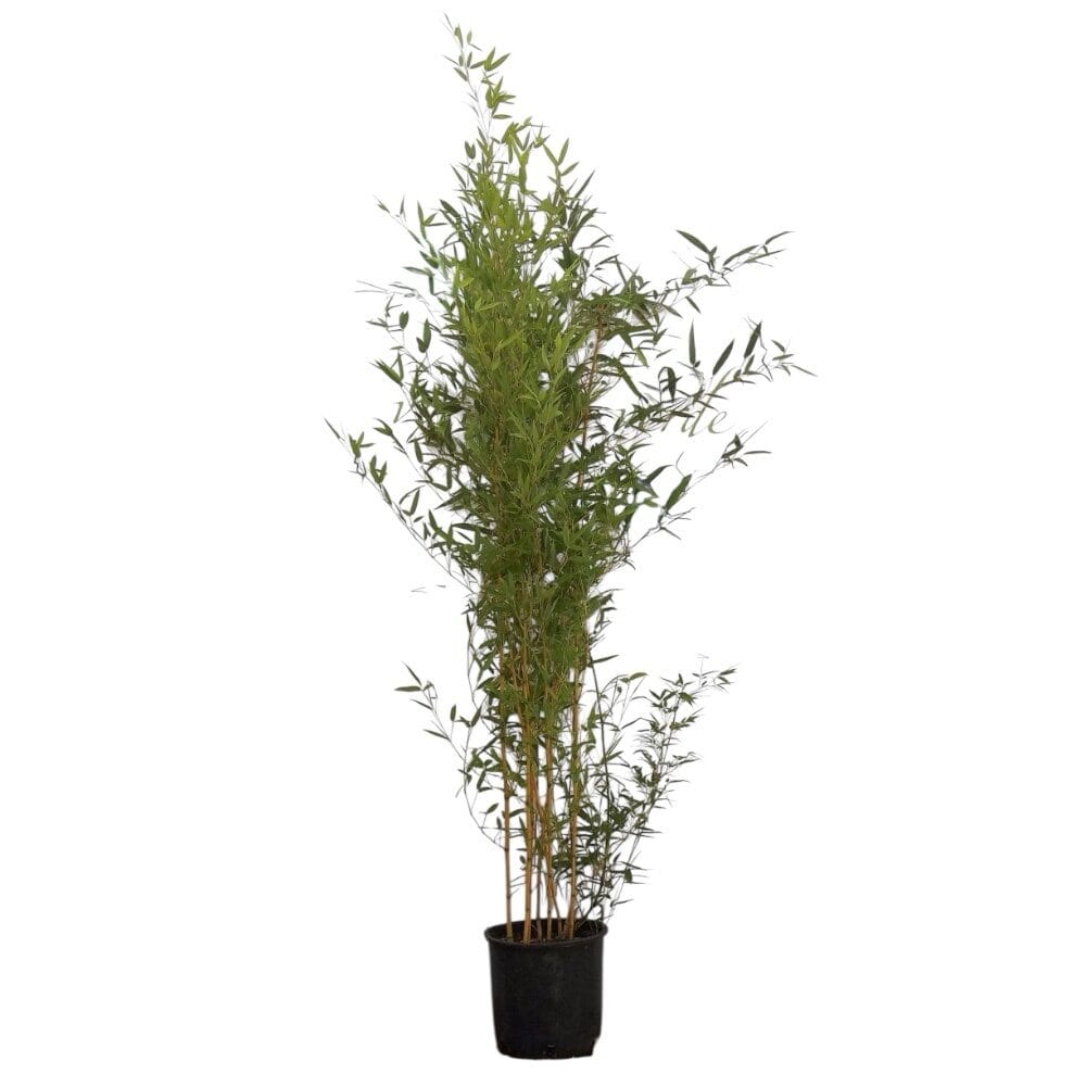 Tarka szárú bambusz (Phyllostachys aureosulcata ‘Spectabilis’)