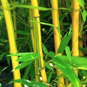 Tarka szárú bambusz (Phyllostachys aureosulcata ‘Spectabilis’)