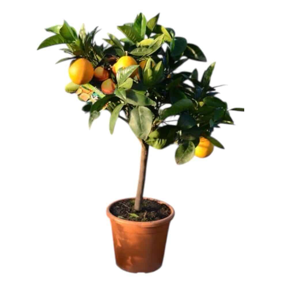 Narancsfa (Citrus sinensis)