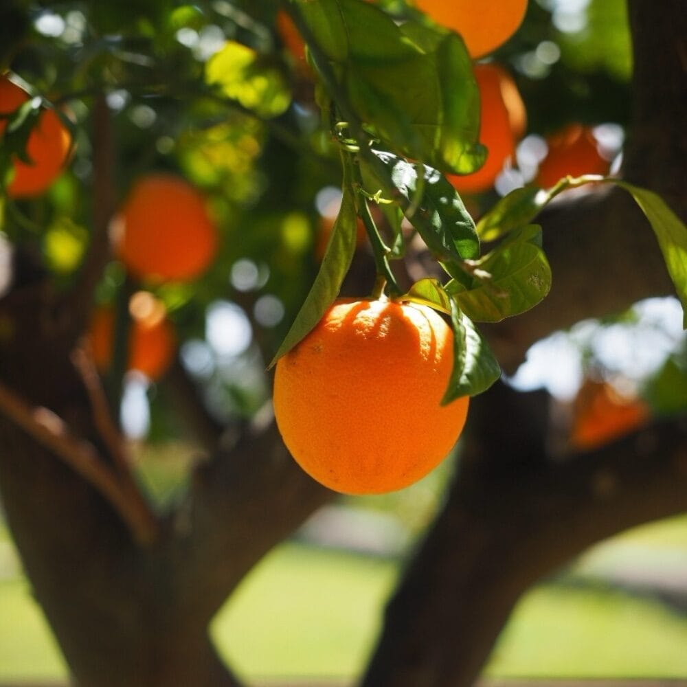 Narancsfa (Citrus sinensis)