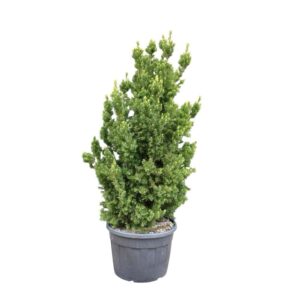Oszlopos tiszafa (taxus media ‘Hillii’)