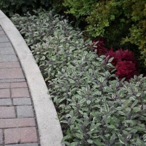 Tarka levelű orvosi zsálya (salvia officinalis ’tricolor’)