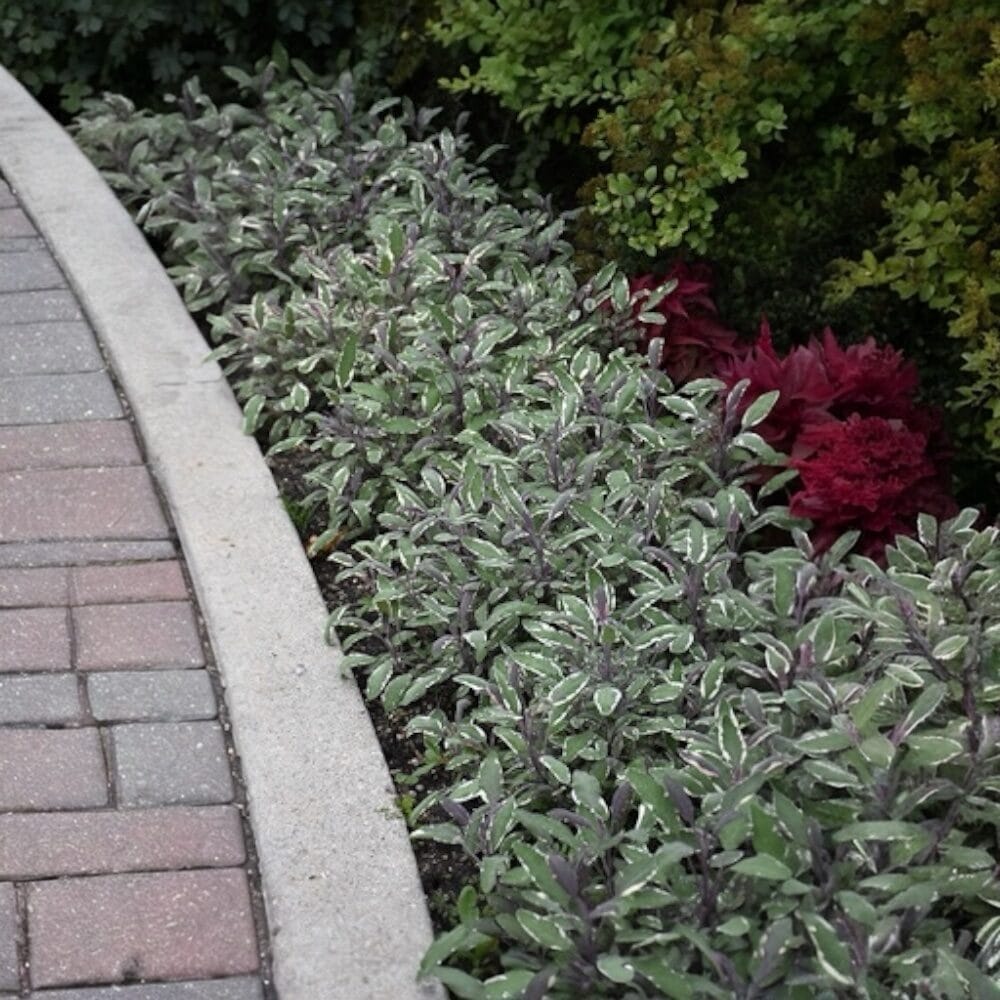 Tarka levelű orvosi zsálya (salvia officinalis ’tricolor’)