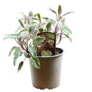 Tarka levelű orvosi zsálya (salvia officinalis ’tricolor’)