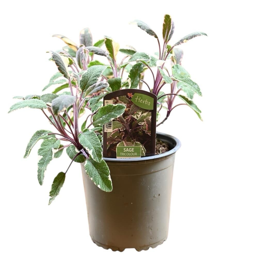 Tarka levelű orvosi zsálya (salvia officinalis ’tricolor’)