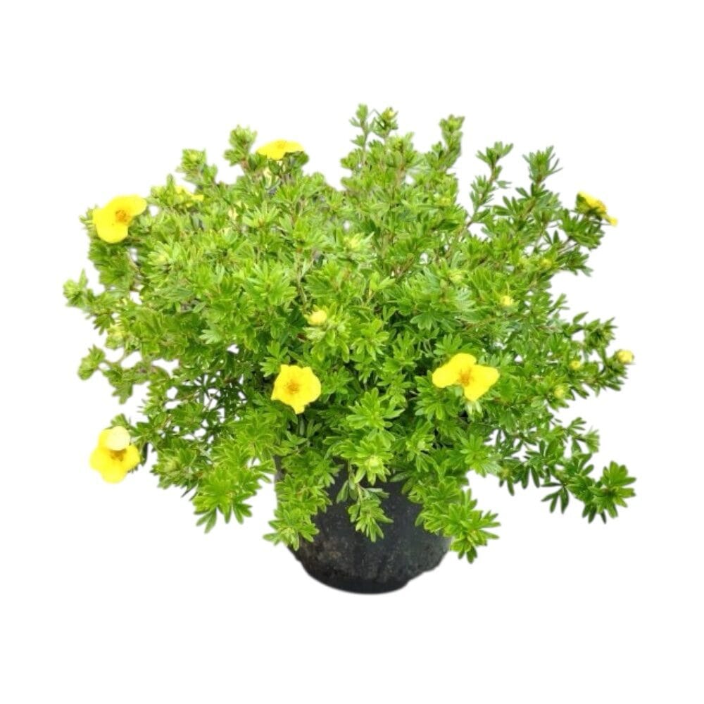 Aranysárga virágú cserjés pimpó (potentilla fruticosa ’goldfinger’)
