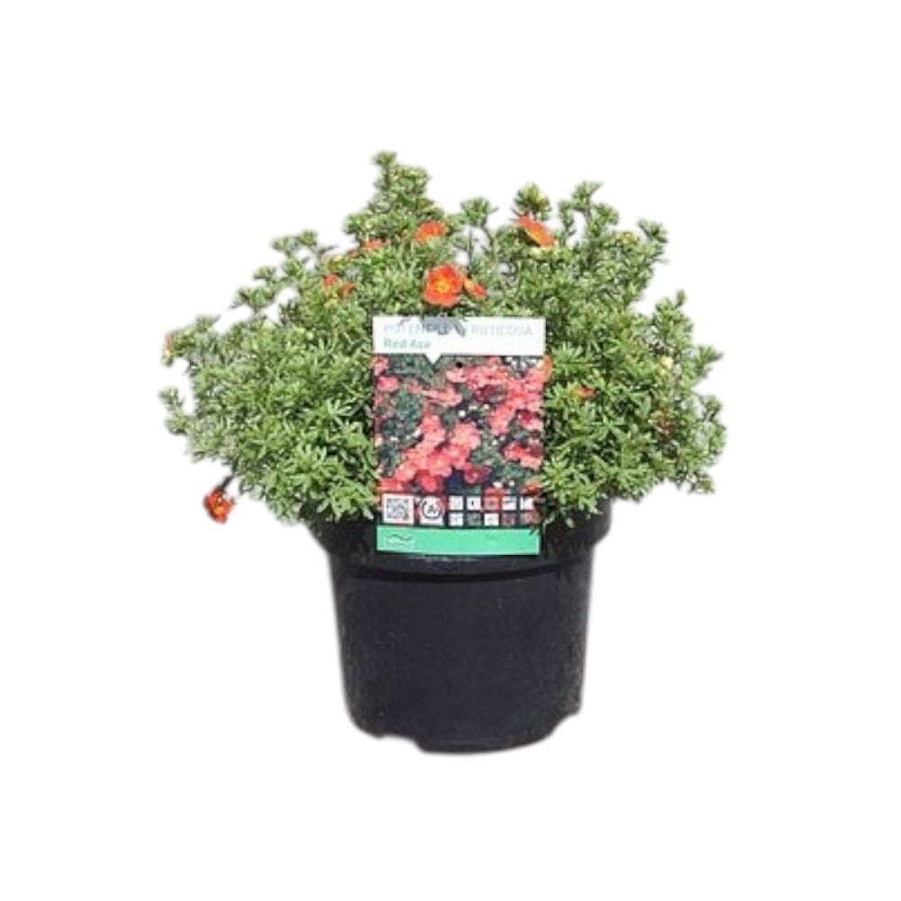 Narancsvirágú pimpó (Potentilla fruticosa ’red ace’)
