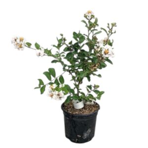 Selyemmirtusz ‘Nivea’ (lagerstroemia indica ‘Nivea’)