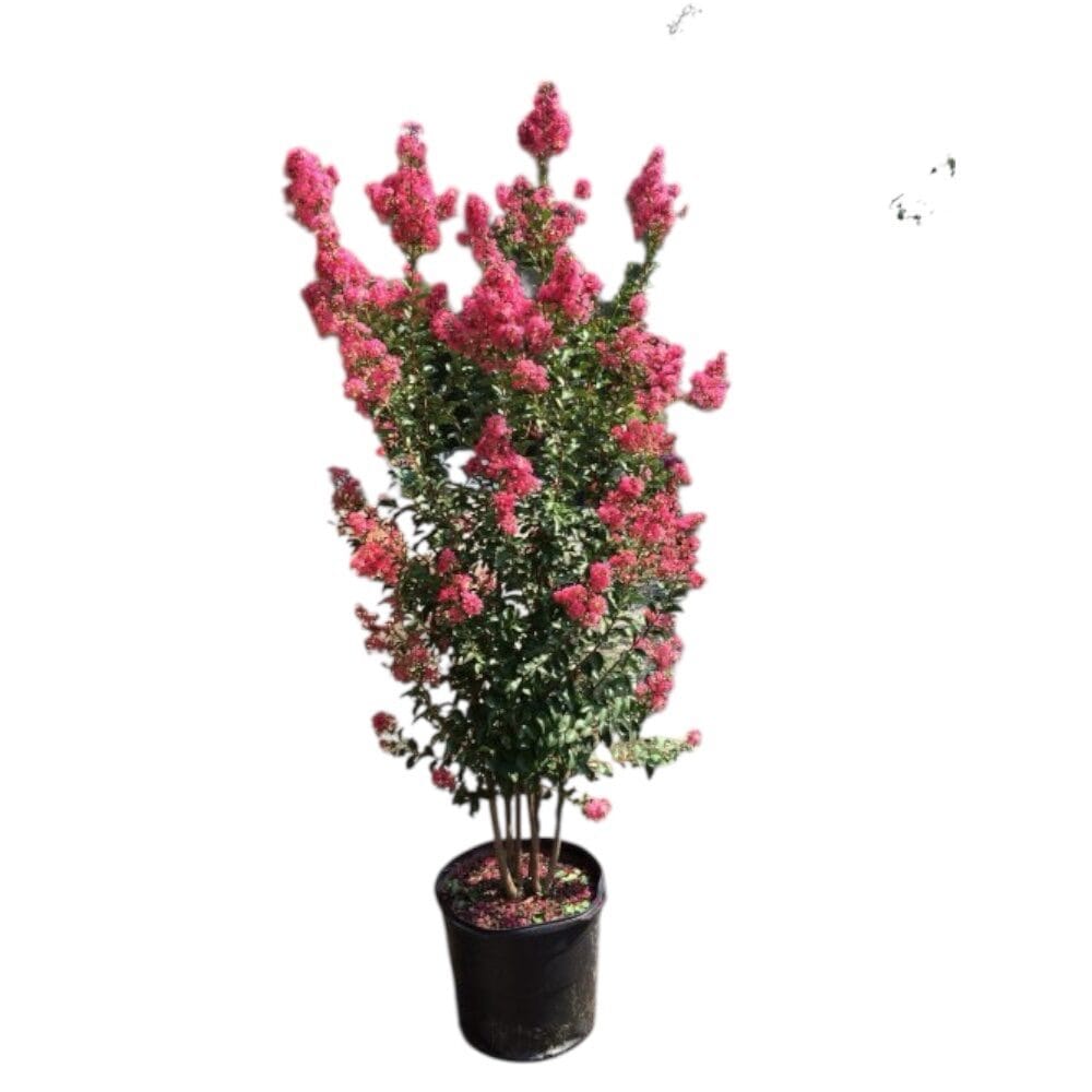 Selyemmirtusz ‘Dynamite’ (lagerstroemia indica ‘Dynamite’)